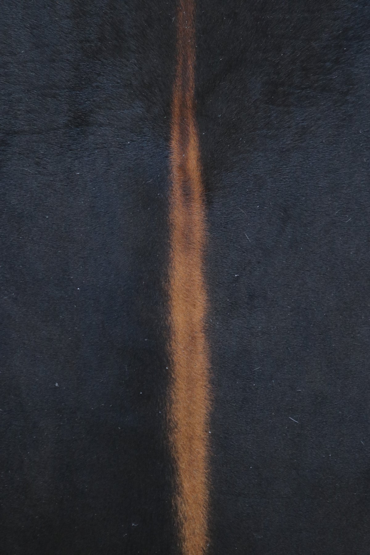 Tapete de Couro Formatado TAMANHO [2,10X1,87]