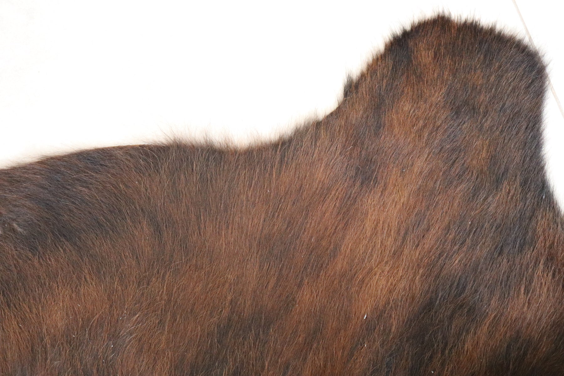 Tapete de Couro Formatado TAMANHO [1,98X1,80]