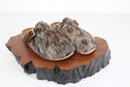 Clog 37